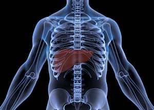 El consumo excesivo de alcohol puede ser perjudicial para el hígado.