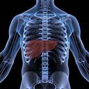 El consumo excesivo de alcohol puede ser perjudicial para el hígado.