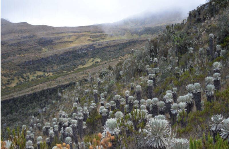 Para ver esta maravilla natural hay que caminar entre tres y cuatro horas por senderos. 