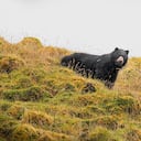 El oso de anteojos fue capturado por las cámaras de dos fotógrafos especializados en la vida silvestre, quienes se encargaron de hacer el cortometraje “Silencio” para BMW. El escenario fue el Parque Nacional Chingaza, refugio de flora, fauna y fábrica de agua para Bogotá y 11 municipios más.