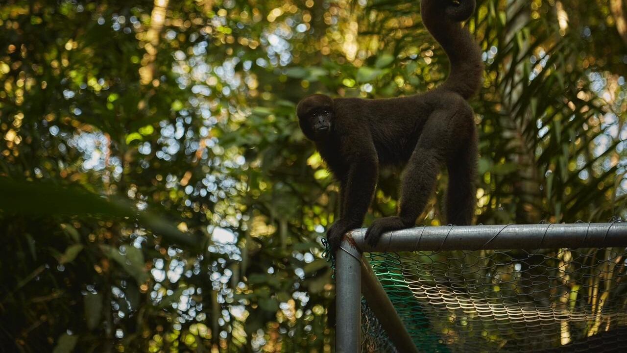 De once monos que estuvieron en rehabilitación solo cinco regresarán a su hábitat natural.