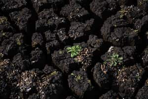 A plant grows on the dry bed of Paso Severino dam, Florida, Uruguay, Tuesday, July 4, 2023. The South American country is now suffering its most severe drought in 44 years, following decades without investment in freshwater reservoirs. (AP Photo/Matilde Campodonico)