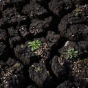 A plant grows on the dry bed of Paso Severino dam, Florida, Uruguay, Tuesday, July 4, 2023. The South American country is now suffering its most severe drought in 44 years, following decades without investment in freshwater reservoirs. (AP Photo/Matilde Campodonico)