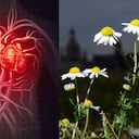 Manzanilla: estos son sus beneficios para la salud del corazón