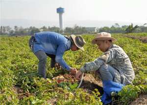 Agricultura. Cortesía PepsiCo