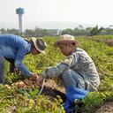 Agricultura. Cortesía PepsiCo