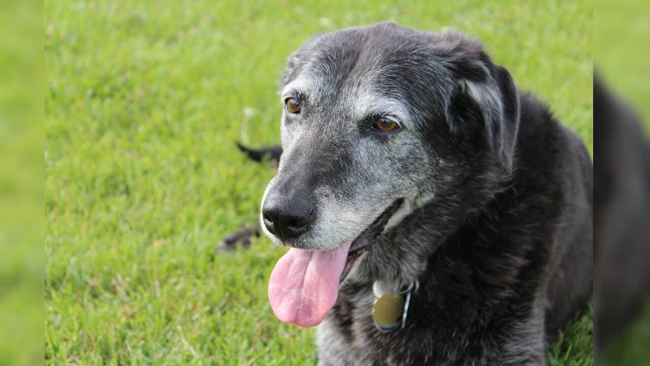 El canino vivía con Kevin, su dueño, desde 2019 (imagen de referencia).