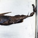 El descubrimiento sería el primero de un pez fantasma para Centroamérica y podría ampliar el conocimiento sobre la biodiversidad del Pacífico.
