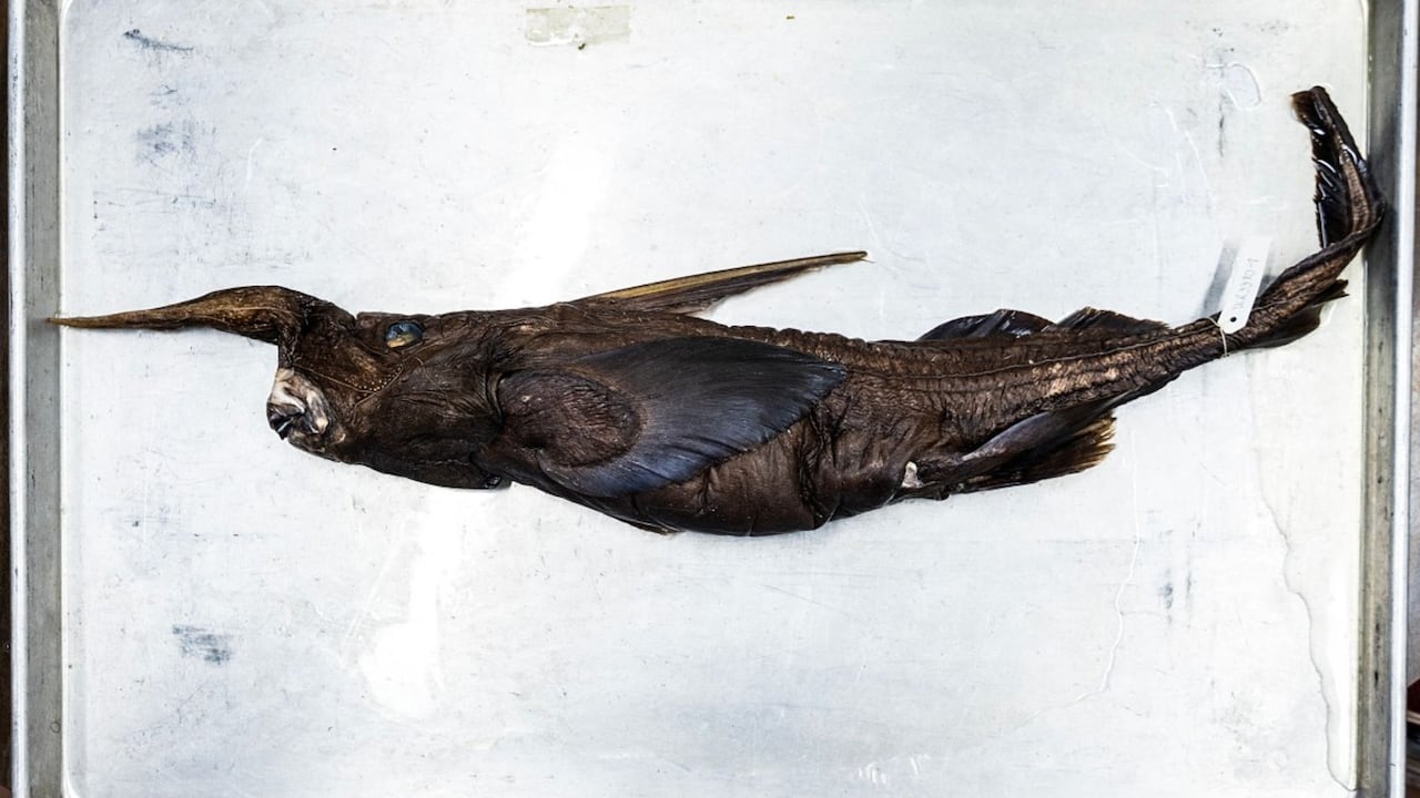 El descubrimiento sería el primero de un pez fantasma para Centroamérica y podría ampliar el conocimiento sobre la biodiversidad del Pacífico.