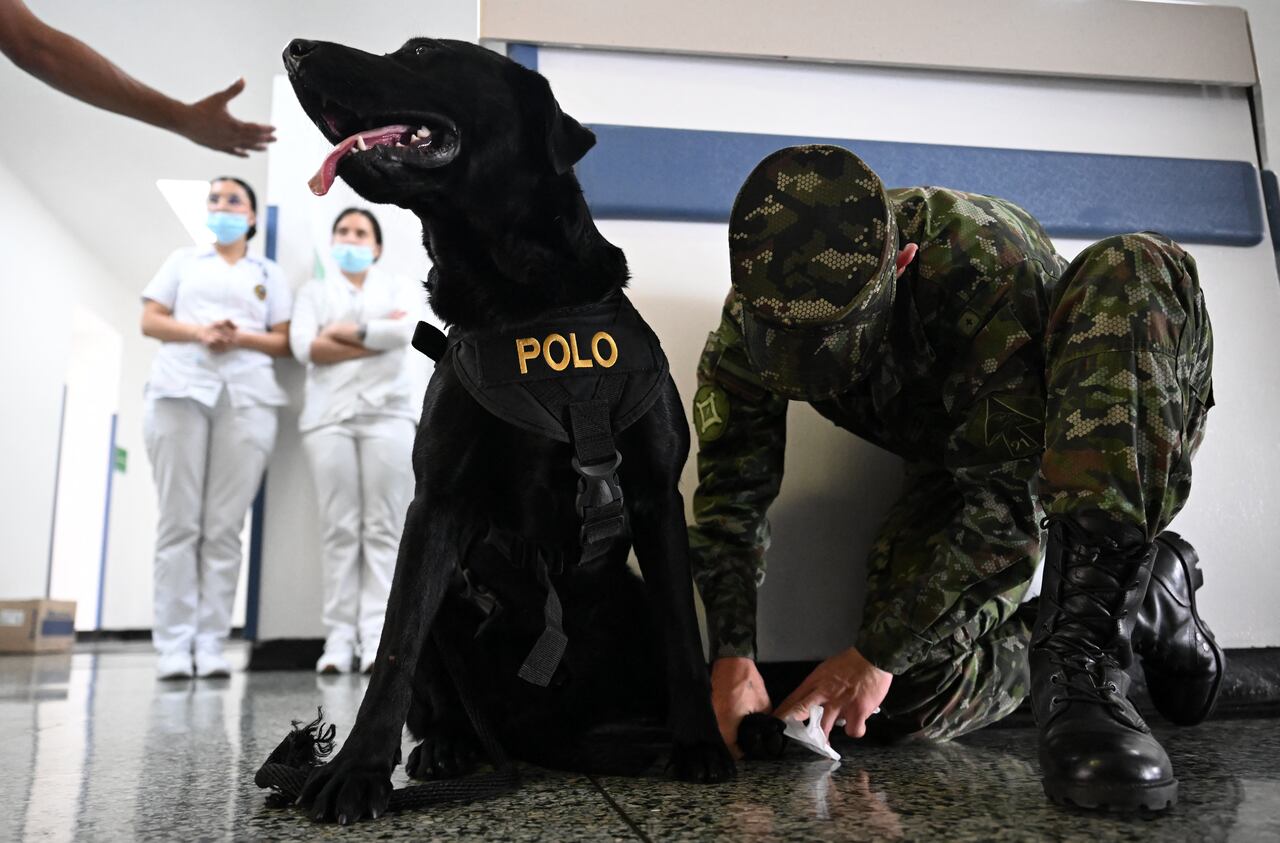 Perros de ayuda emocional