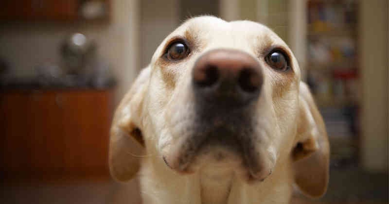 Los perros pueden sufrir de ansiedad y miedo.