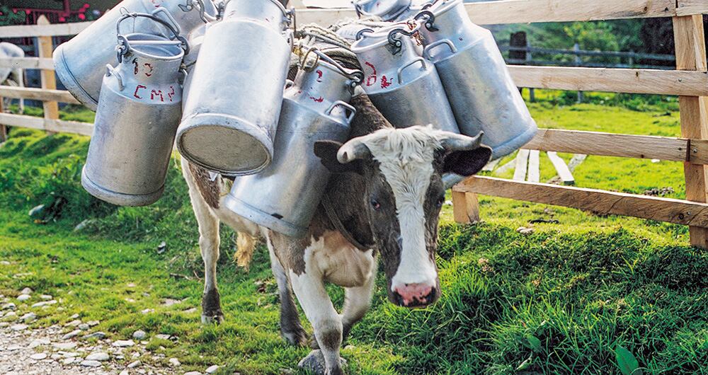 Existen muchas modalidades de comercialización de la leche. Desde el que la recoge en cantinas de finca en finca hasta el carrotanque con una ruta establecida. 