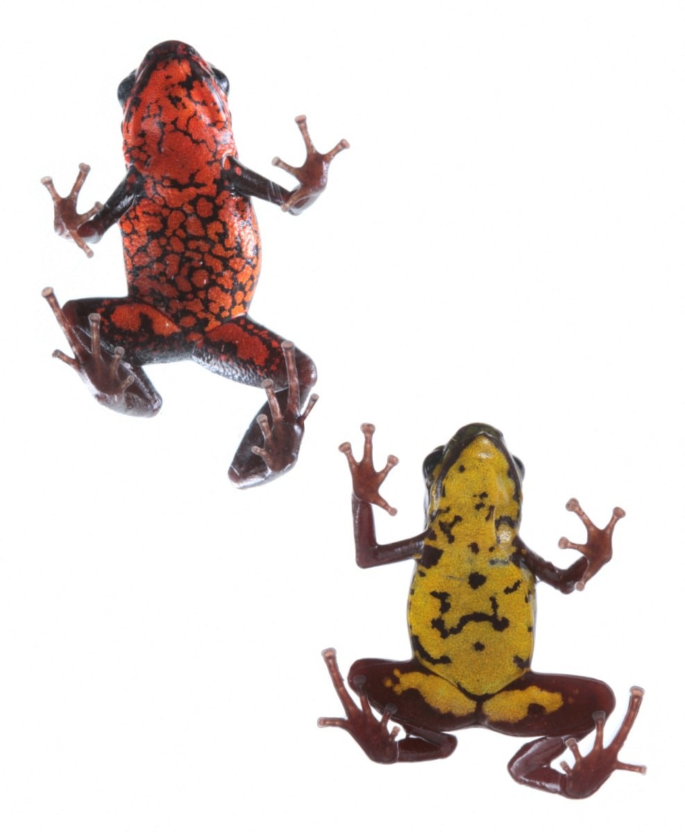 Investigadores han descubierto una nueva especie de rana venenosa diminuta —descrita como «enigmática» y amenazada por la actividad minera en Ecuador—, según informó el Instituto Nacional de Biodiversidad (INABIO) el 2 de octubre de 2026.