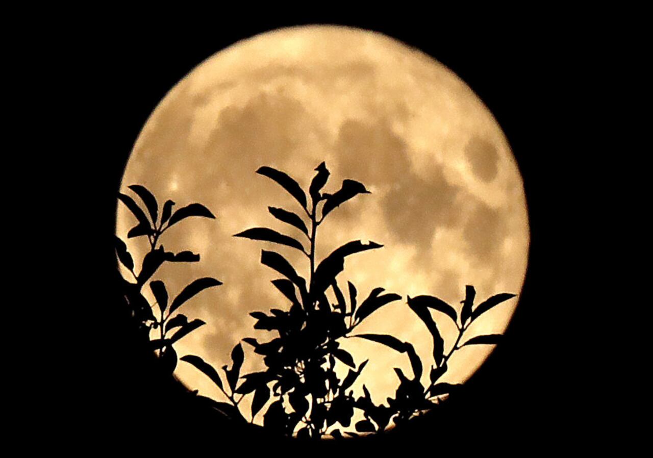 La superluna del esturión está enmarcada por las ramas y hojas de un cerezo silvestre, en Pembroke (Gales). Foto de John Tlumacki/The Boston Globe vía Getty Images
