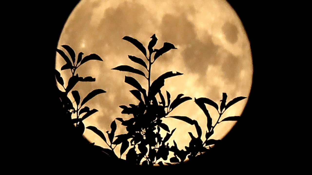 La superluna del esturión está enmarcada por las ramas y hojas de un cerezo silvestre, en Pembroke (Gales). Foto de John Tlumacki/The Boston Globe vía Getty Images