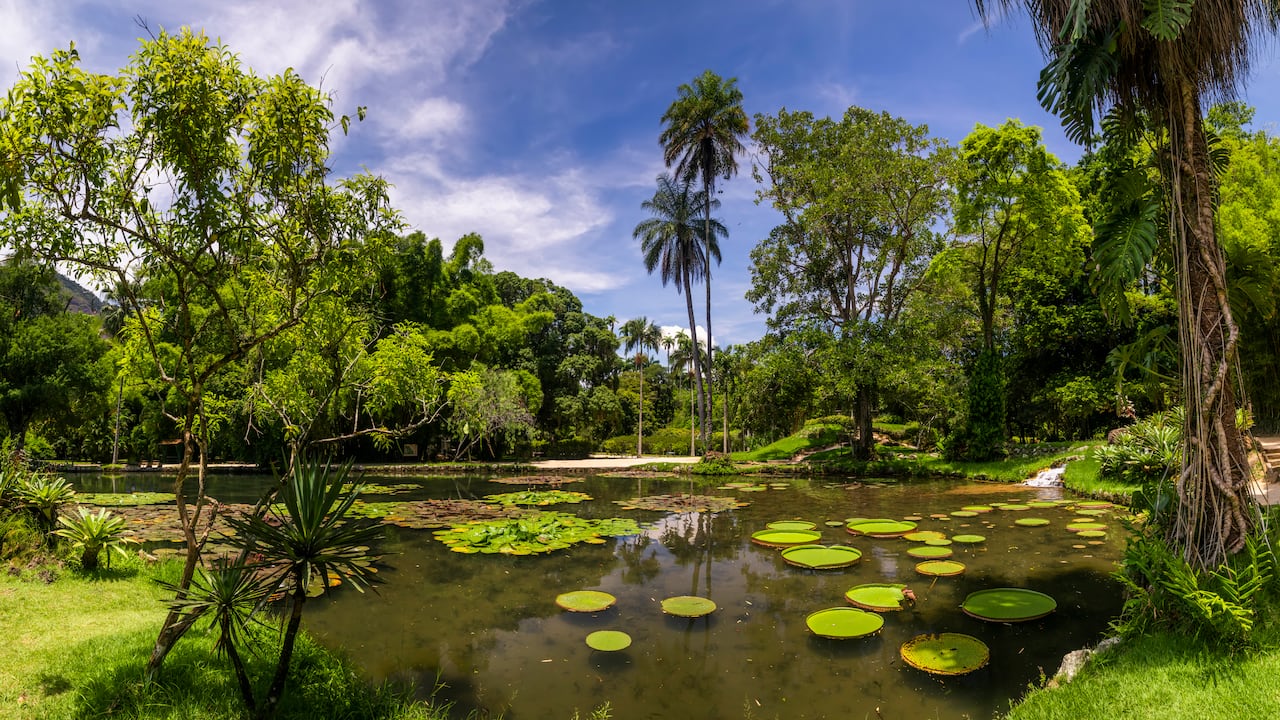 Nenúfares gigantes de la Amazonia Victoria en un estanque del Jardín Botánico de Río de Janeiro, Brasil.