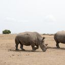 03 de marzo de 2018, Kenia, Nanyuki: una de las últimas hembras de rinoceronte blanco del norte (L) y la hembra de rinoceronte blanco del sur Tauwa de pie una al lado de la otra en la reserva de animales salvajes Ol Pejeta. Foto: Gioia Forster / dpa (Foto de Gioia Forster / picture alliance a través de Getty Images)