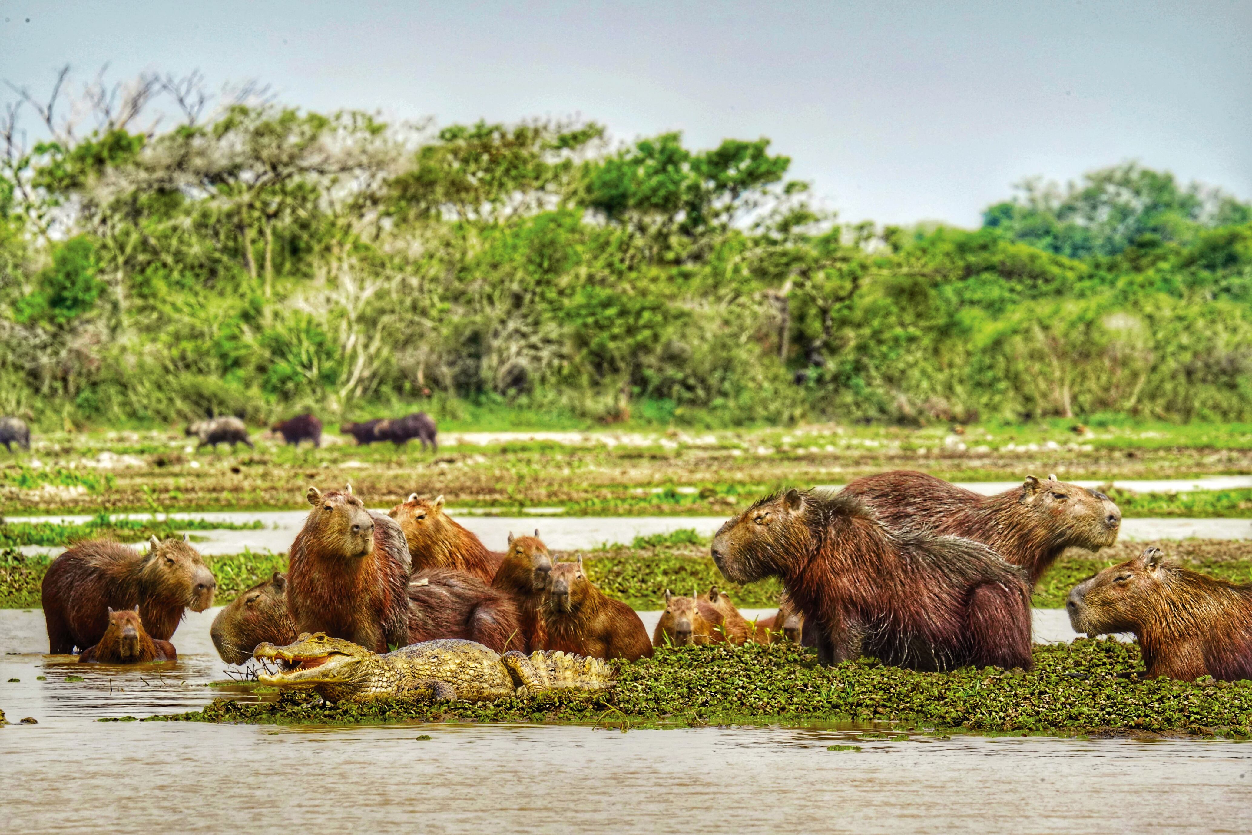 En el ecolodge Juanito Solo en Casanare se vive otro caso exitoso de turismo regenerativo que además financia la protección de especies como monitoreo de especies como el capibara, oso hormiguero gigante, el jaguar, la anaconda y casi 300 aves
residentes.