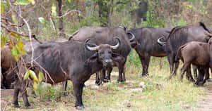 Se estima que en Zimbabue hay cientos de miles de búfalos. Foto: Pixabay