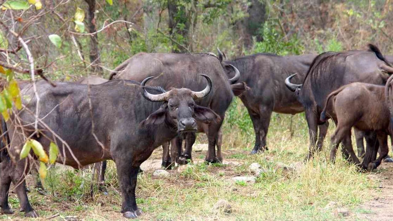 El propietario de una finca en Brasil arrendó los terrenos en que los búfalos pastaban para reemplazarlos por plantaciones de soja.