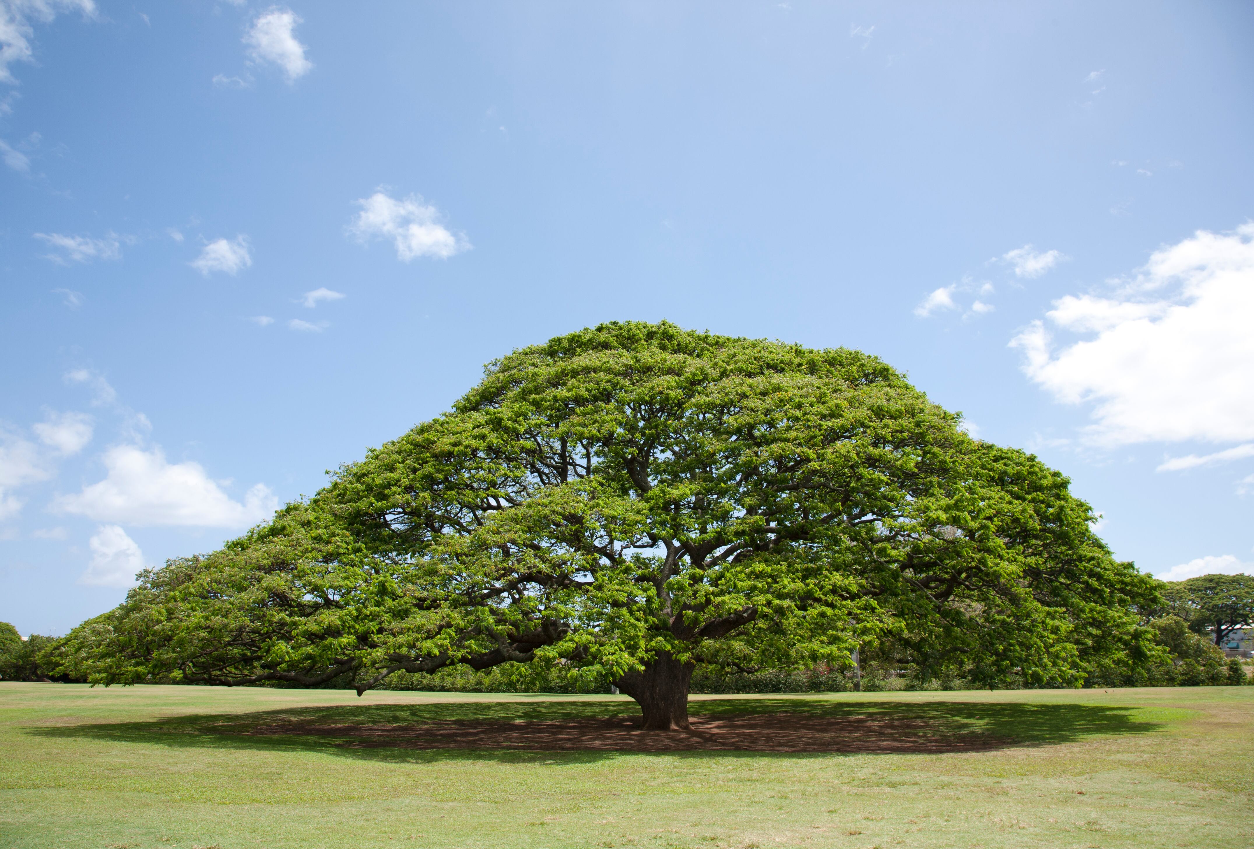 Árbol