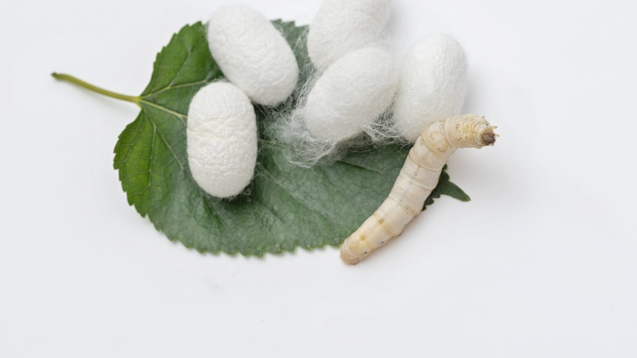 Gusanos blancos: ¿por qué debe actuar de inmediato si ve uno en su cocina?