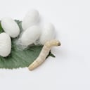 Silkworm and silkworm coocoons on mulberry leaves.