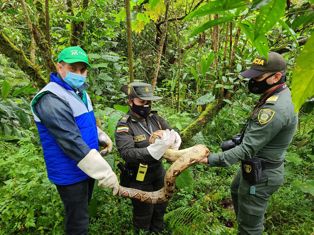 83 animales serán liberados en zonas cercanas al bajo Rionegro de Santander.