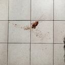 Dead cockroach upside down on the kitchen floor next to a broom. Pest control