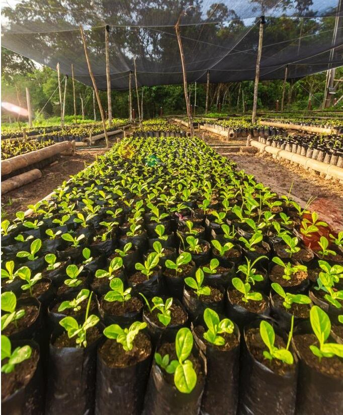 Viveros en la Amazonia