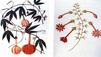 Ciencia y política en la Independencia