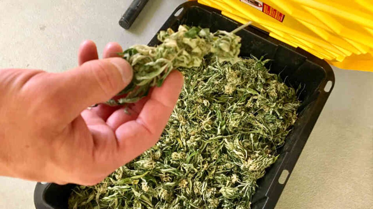 Compañías como Coca Cola y Corona le han apostado al cannabis. Foto: AP