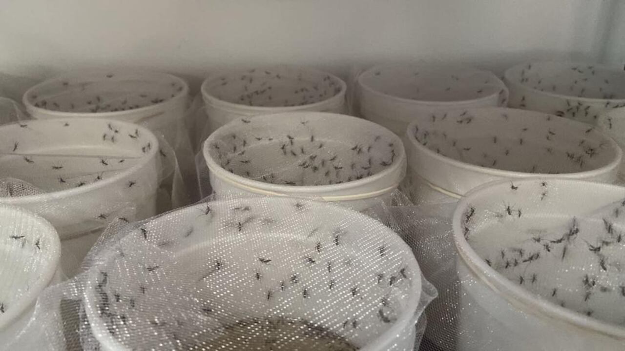 En Yumbo circulan los mosquitos Aedes aegypti con Wolbachia