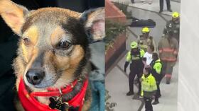 Habló en SEMANA dueño del perrito que fue lanzado desde el piso 25 en Bogotá.