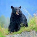 A black bear sitting on a grassy hill.