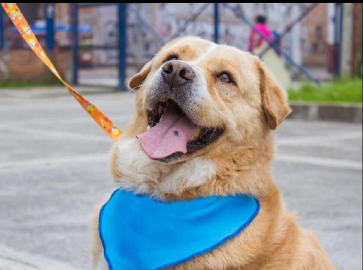 Adopción de perros en Bogotá