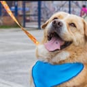 Más de 130 animales están listos en la capital para ser adoptados.