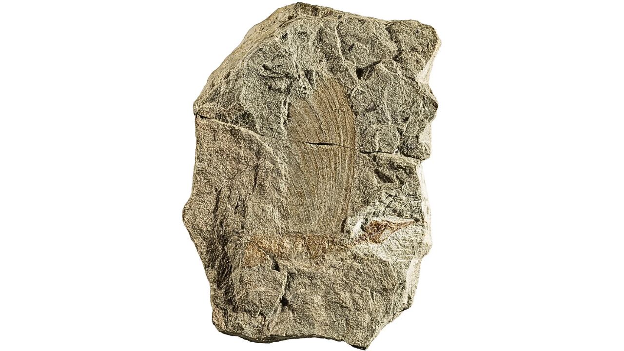 El fósil sugiere que los reptiles antiguos eran más diversos de lo imaginado.