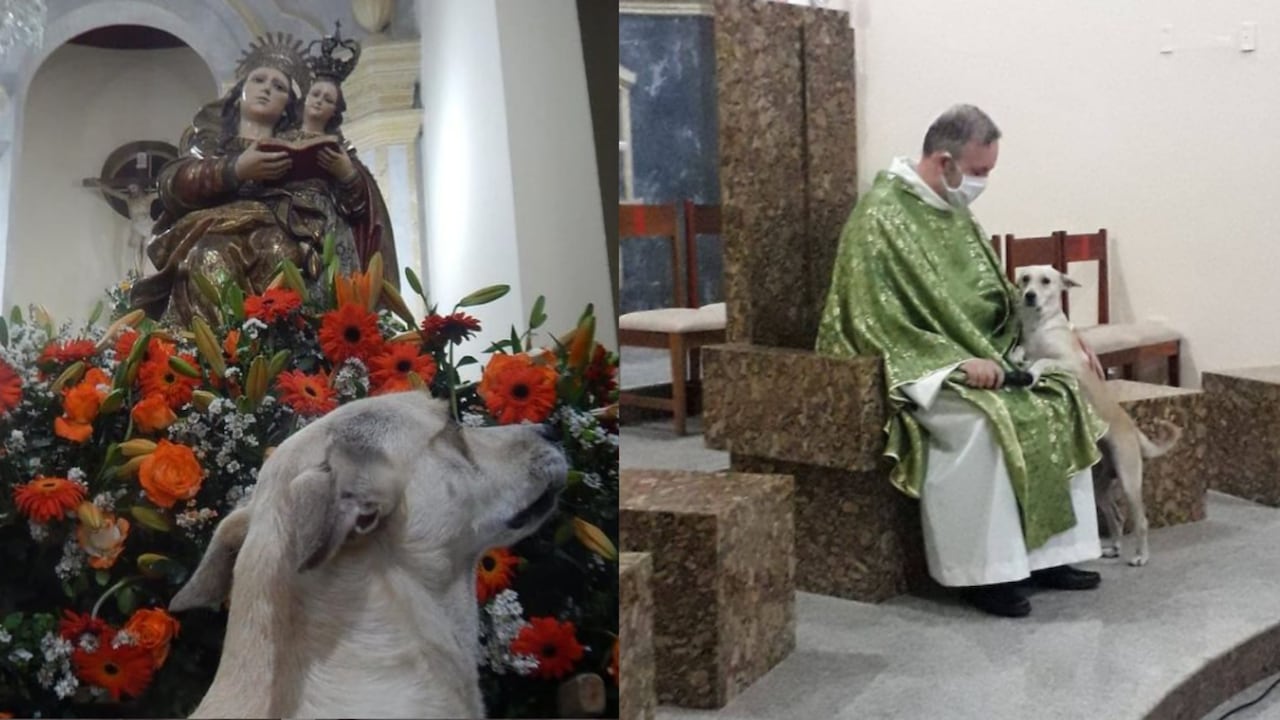 Sacerdote lleva perros callejeros a misa para que las personas los adopten