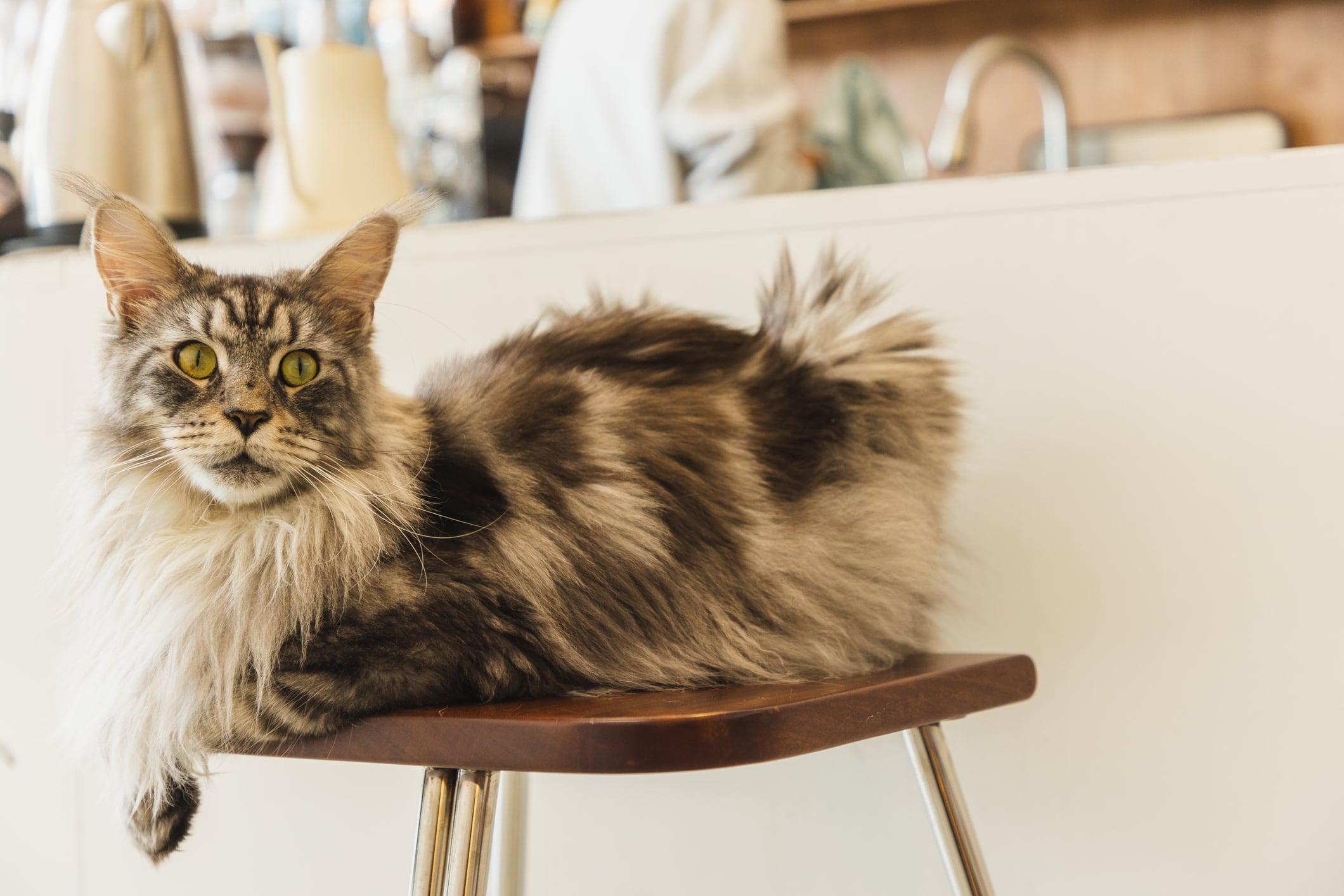 Gato Maine Coon
