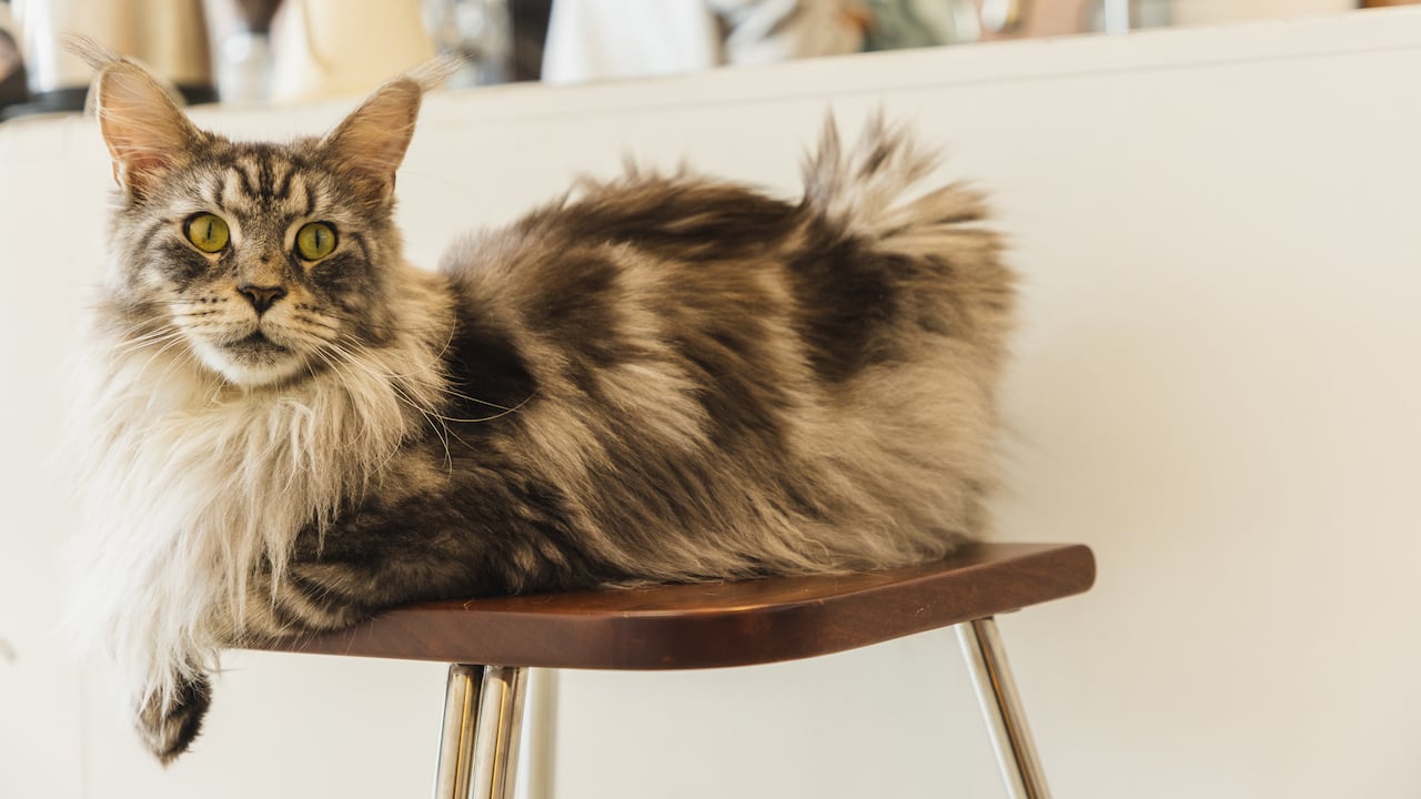 Los años de vida que tenga un gato se relacionan mucho con las condiciones de vida que se le brinden.