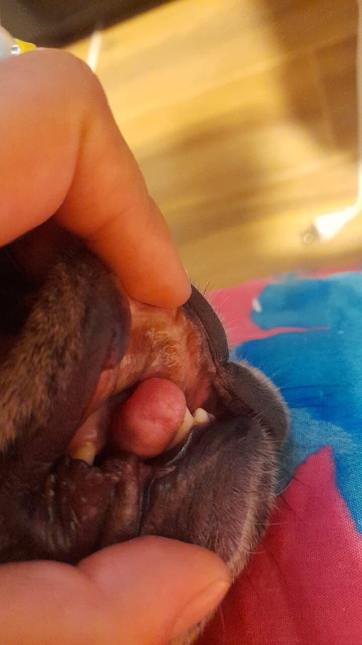 Ginebra, la perrita Bulldog francés pérdida en Bogotá