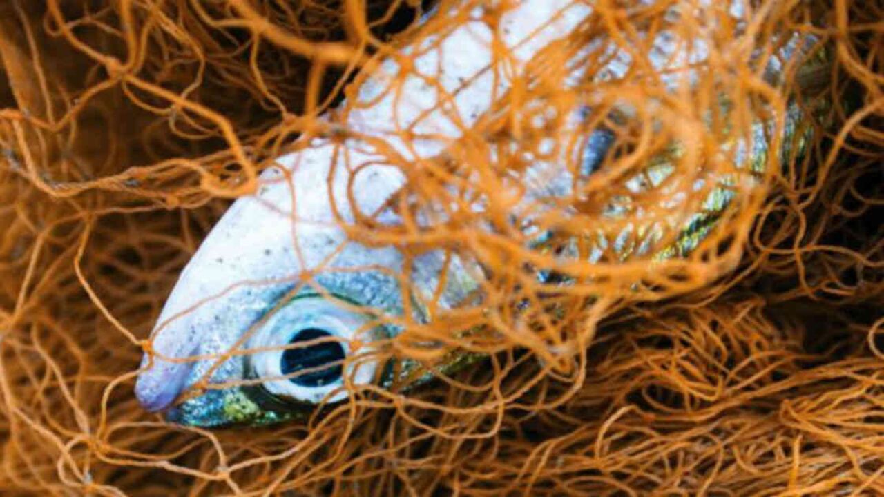 Los defensores de la pesca eléctrica aseguran que es un método pionero. Foto: Getty Images vía BBC Mundo