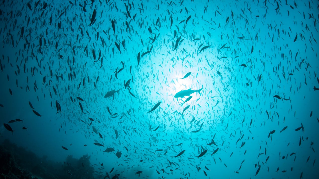 La crisis de los océanos ya estaría afectando peces como el atún y la sardina.