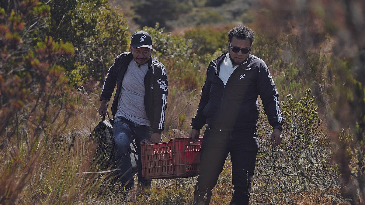 Inter Rapidísimo sembrará más de 2.000 frailejones para combatir la ola de calor que afecta a Colombia.