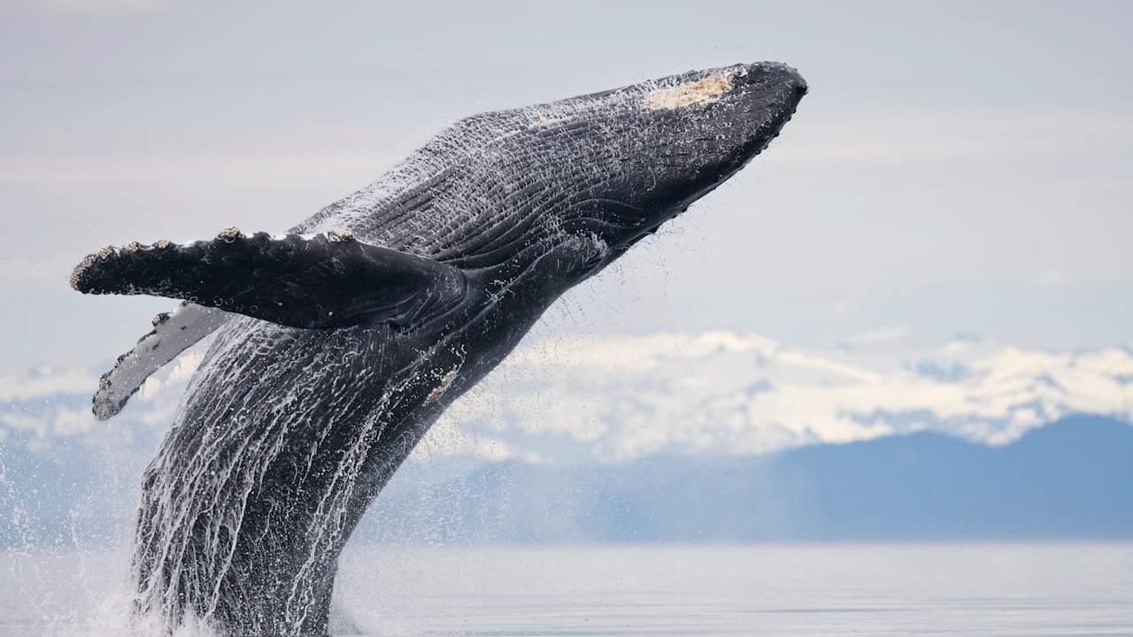 Las autoridades recuerdan que el avistamiento de ballenas se debe realizar bajo medidas que garanticen el bienestar de la especie.