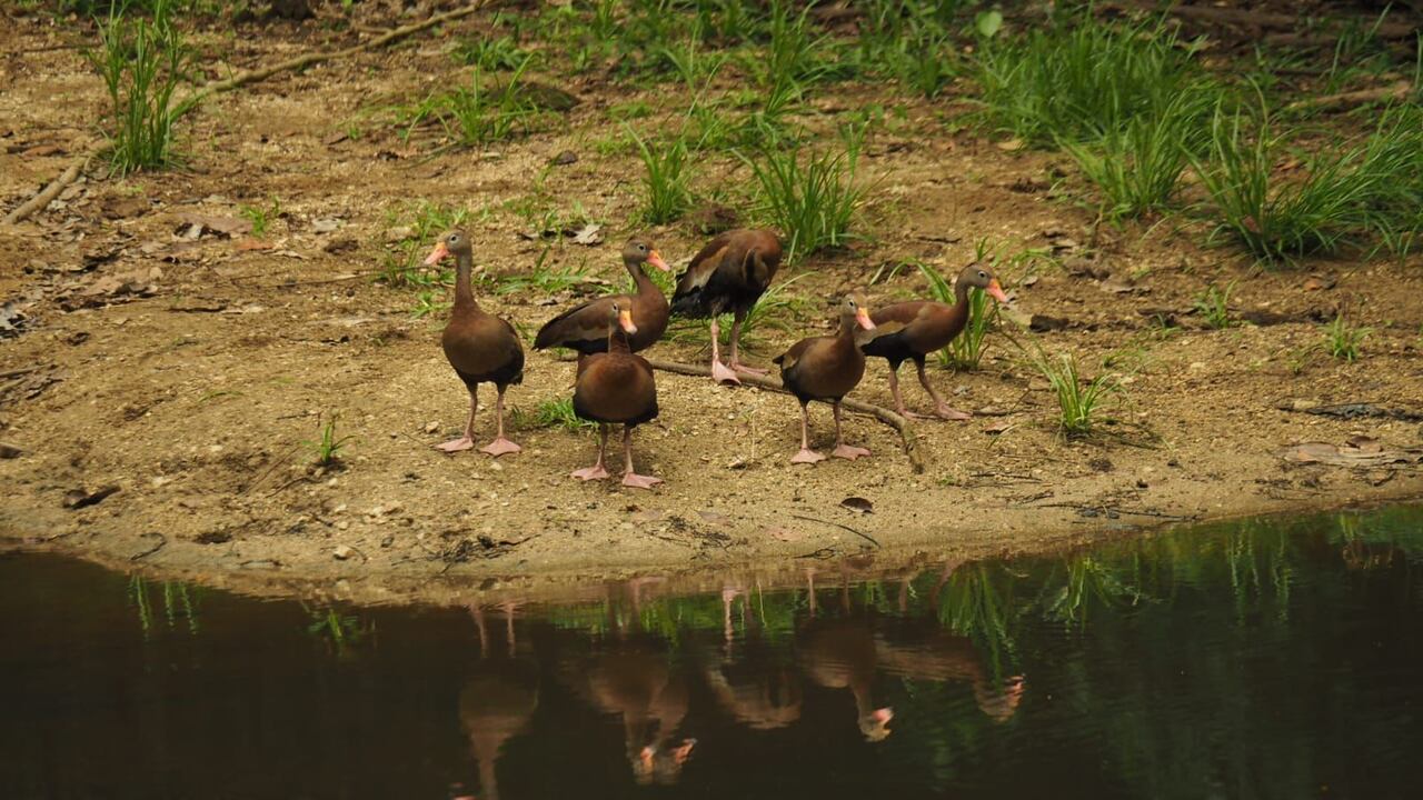 Los ejemplares permanecían desde hace cinco años en el Centro de Atención y Valoración de Fauna Silvestre.
