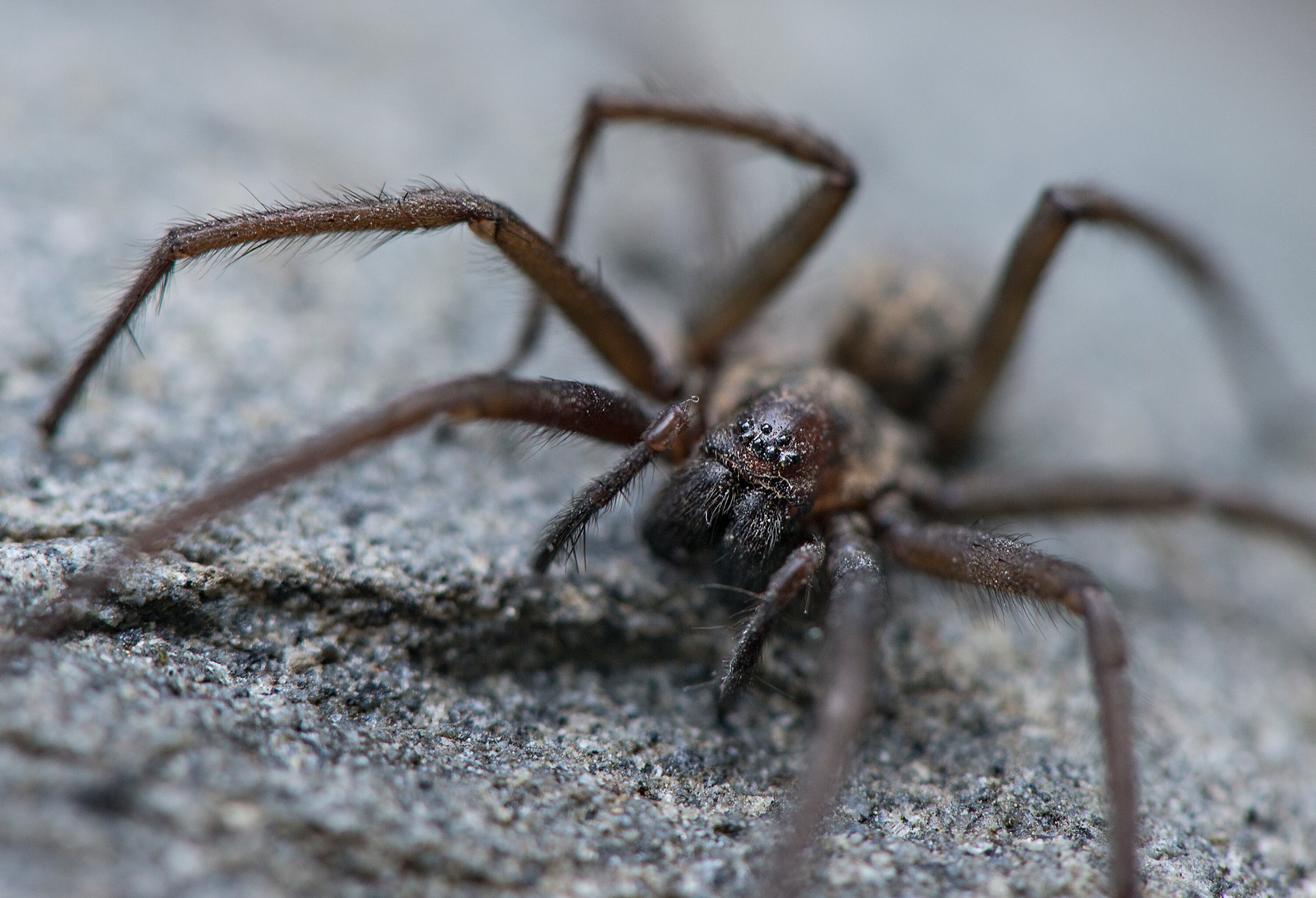 Las arañas cumplen con una función vital dentro del ecosistema.