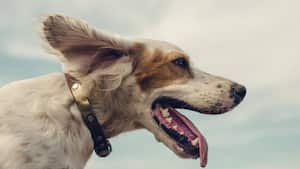 Los perros no metabolizan bien la teobromina que se encuentra en el chocolate. Foto: Gettyimages.