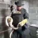 Un uniformado del grupo de Protección Ambiental y Ecológica de la Policía rescató a la serpiente.